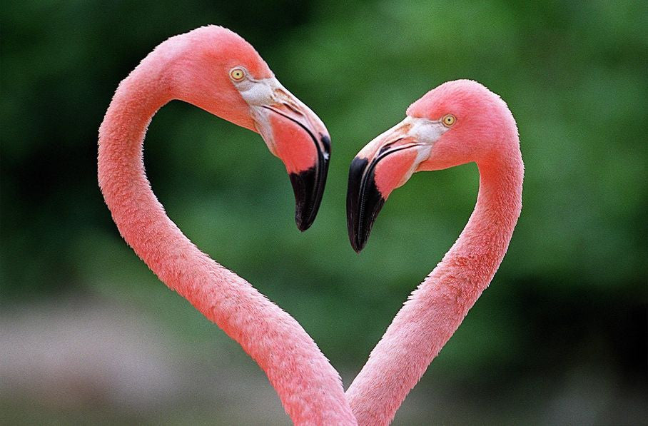 Put a little Florida in your design: Try flamingos