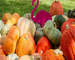 Pumpkin season brings plenty of colorful inspiration