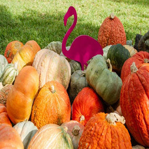 Pumpkin season brings plenty of colorful inspiration