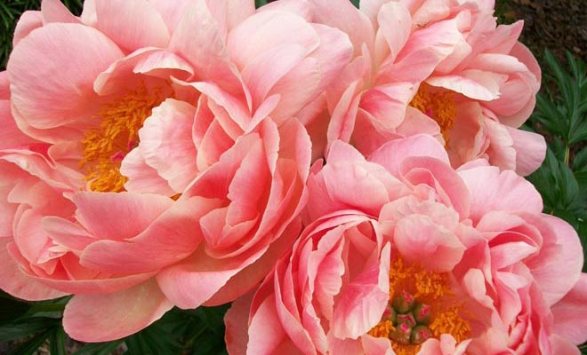 Peonies Offer Super Colors For A Bedroom