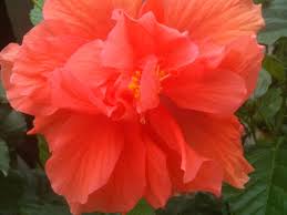 Take a Color Cue From Brilliant Hibiscus