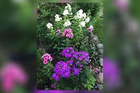 Fanciful Inspiration Flows From the Phlox