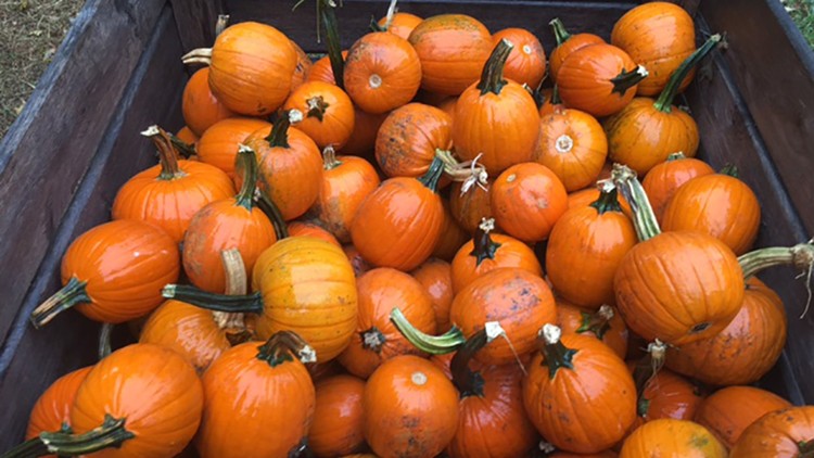 Pumpkin Isn’t Just for Halloween; It’s Perfect Indoors for Room Design