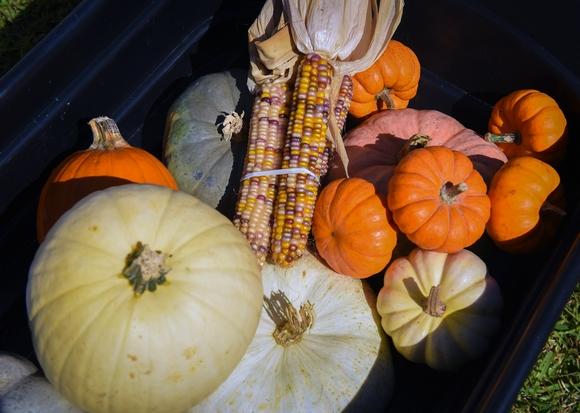 Decorating with Pumpkin Orange Not a Scary Idea